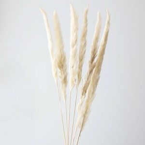 6 Smooth Natural Tan & White Pampas Grass